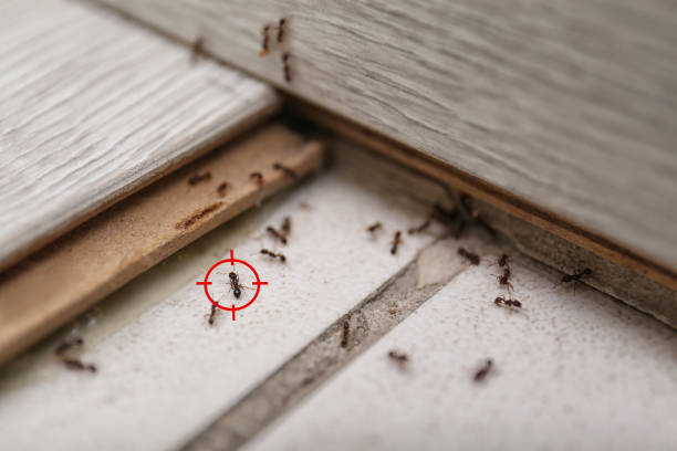 Best Insect Control  in Peridot, AZ