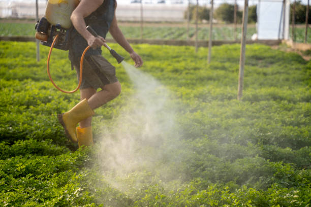 Best Affordable Pest Control Services  in Peridot, AZ